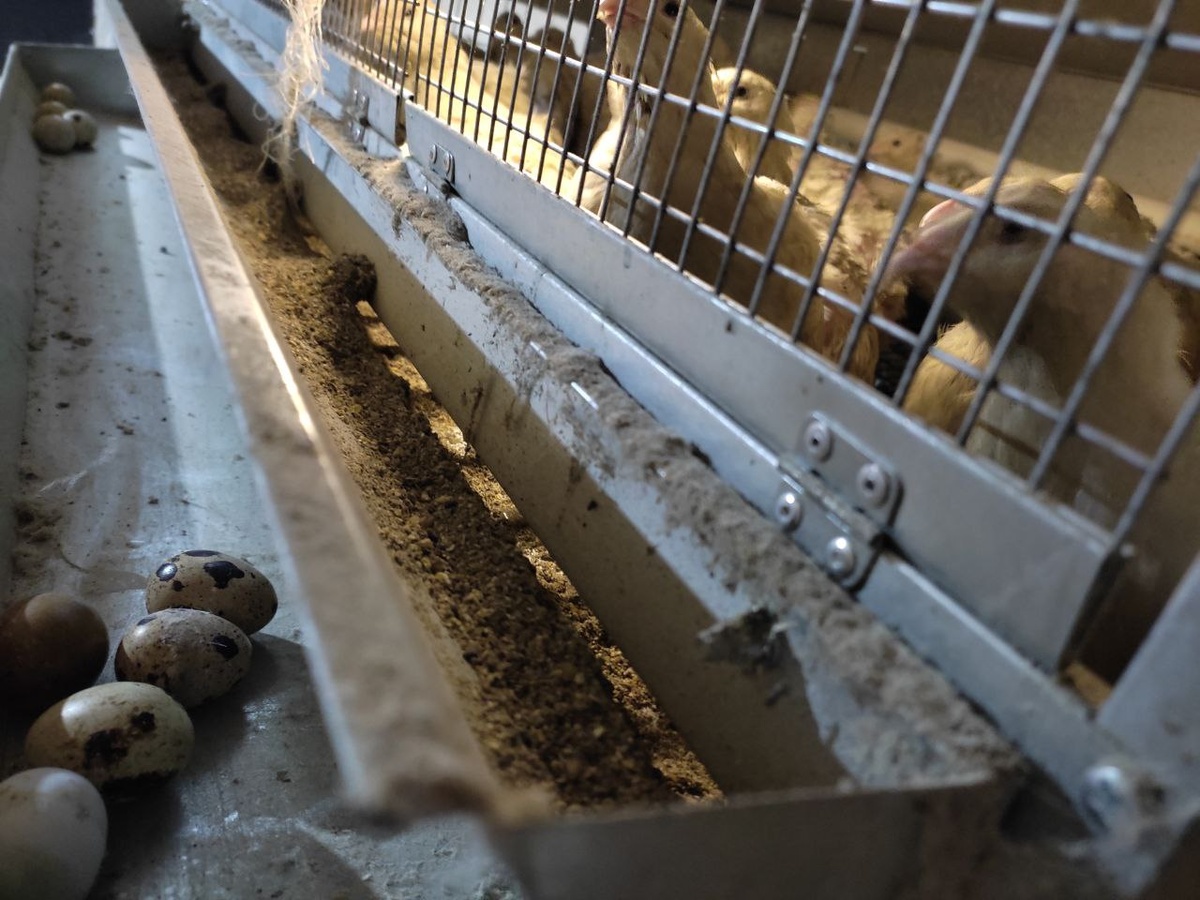 Клетка для перепелов несушек "Сомино 98", бункерная кормушка