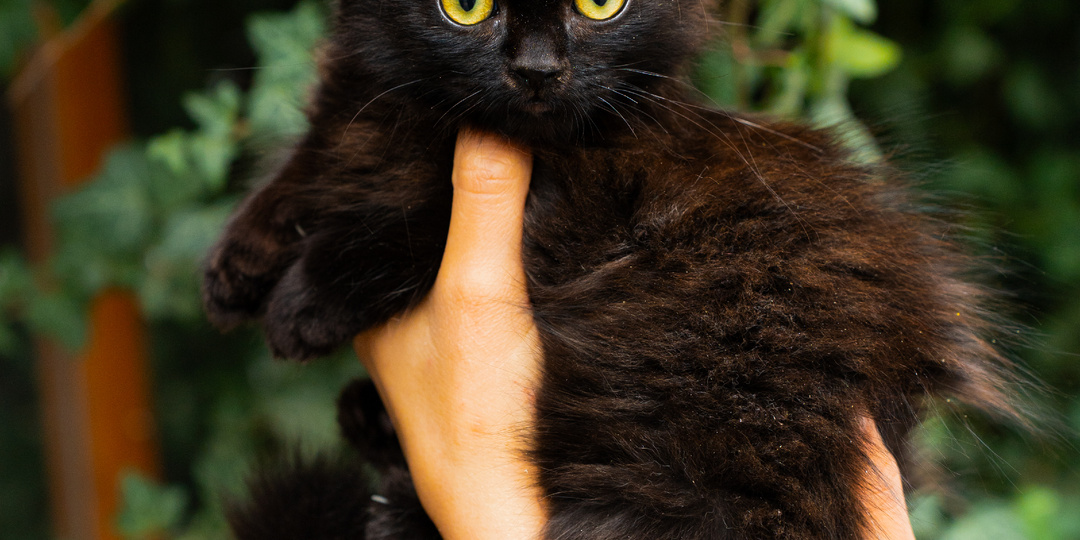 Котенок Ириска в добрые руки😍
