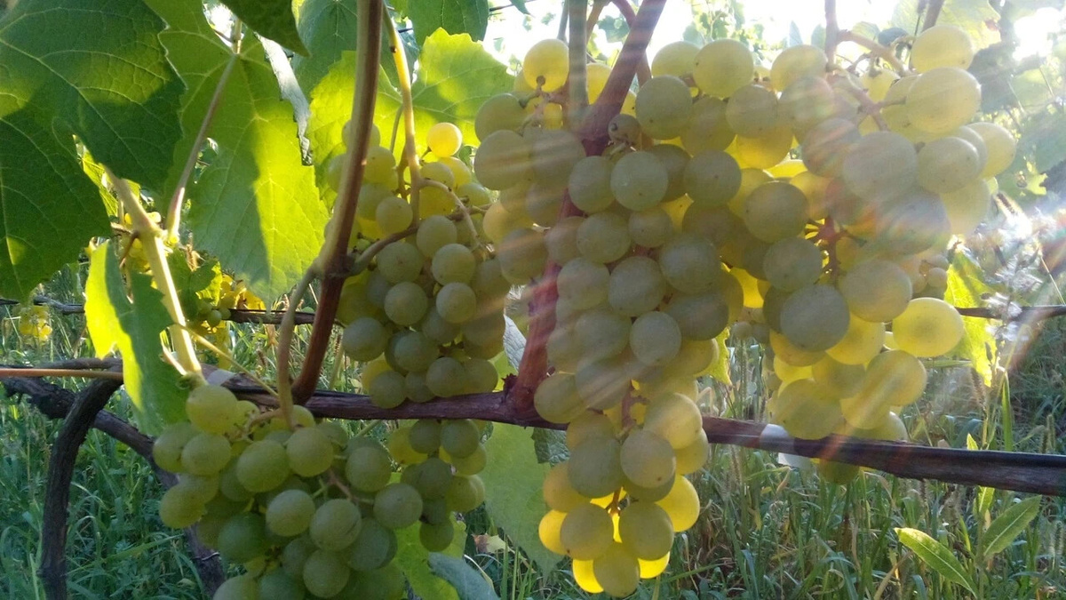 Грозди Ананасного раннего 