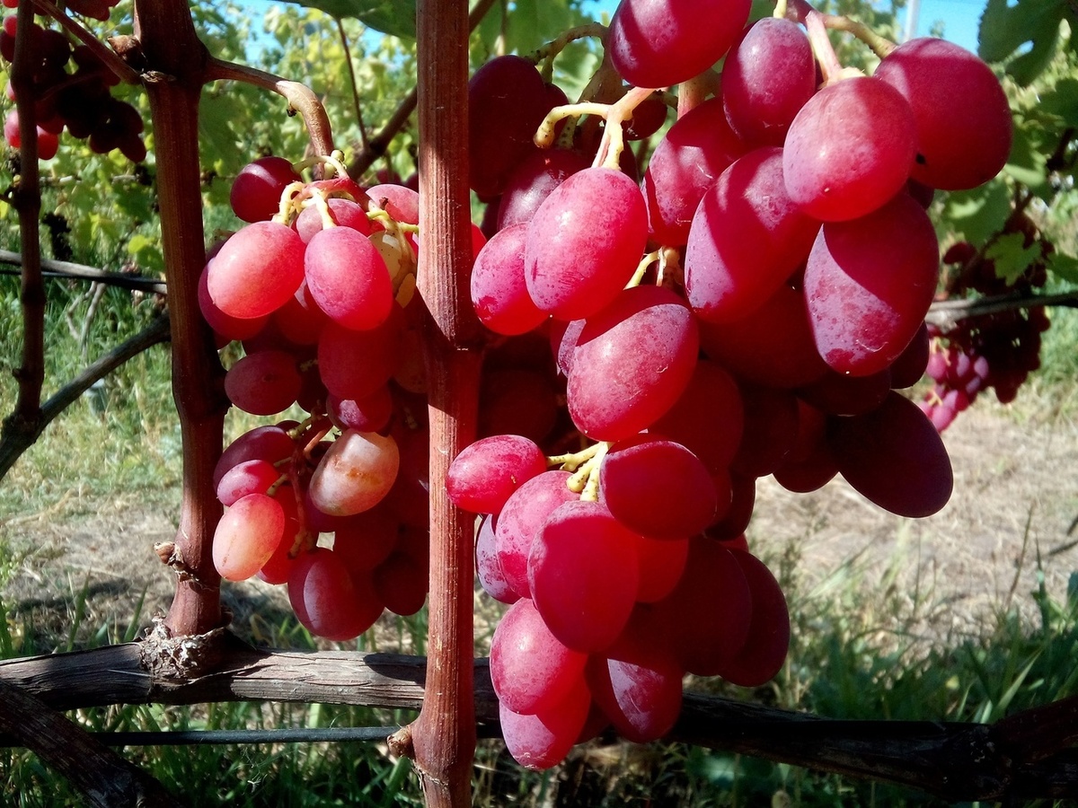 Грозди Юбилея херсонского "Дачника" 