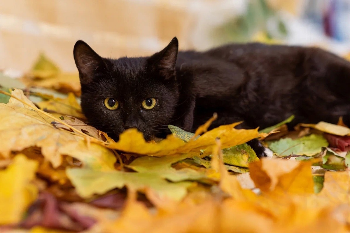 Созерцатель Боба уехал домой 22.10.2024