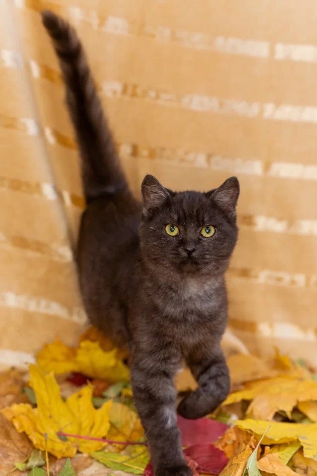 Вальяжный Биба домашний с 17.11.2024