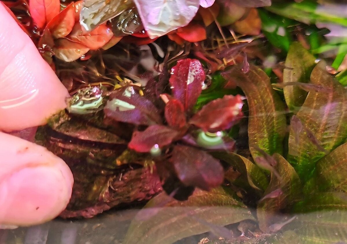 Bucephalandra sp. Fairy Bird