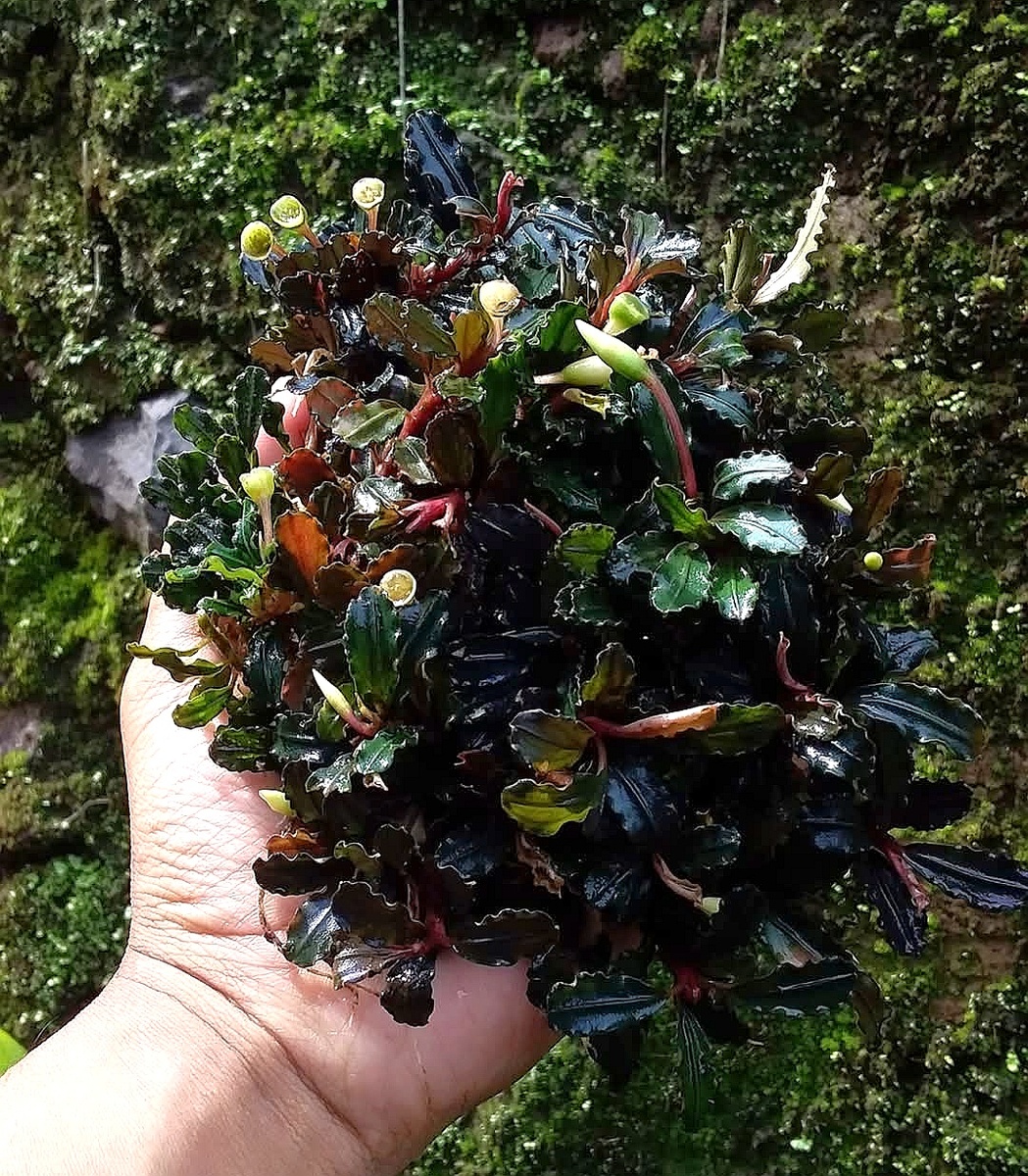 Brownie Fire Bird из природного обитания. 