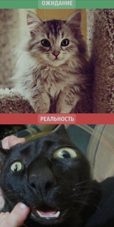 Изображение из сети Интернет*