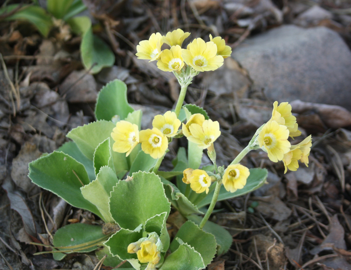 ушковая аурикула желтого цвета