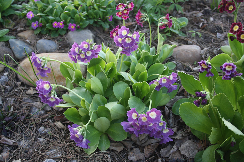 ушковые примулы - лиловые