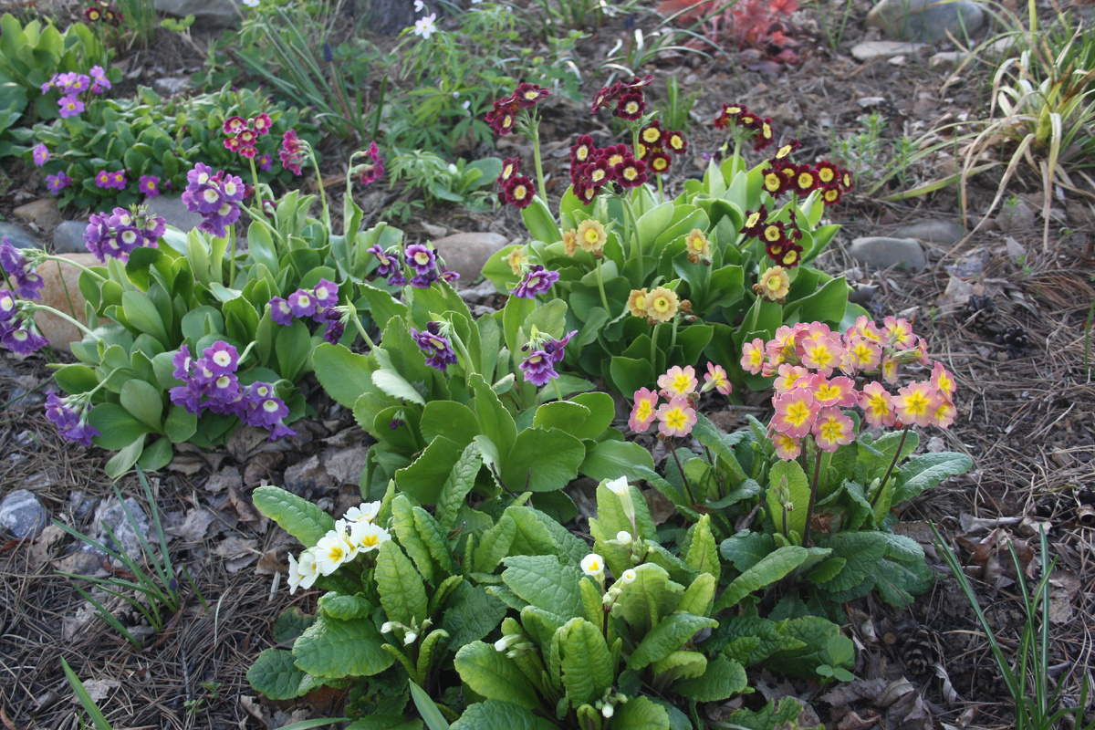 ушковаые и высокостебельная примулы 