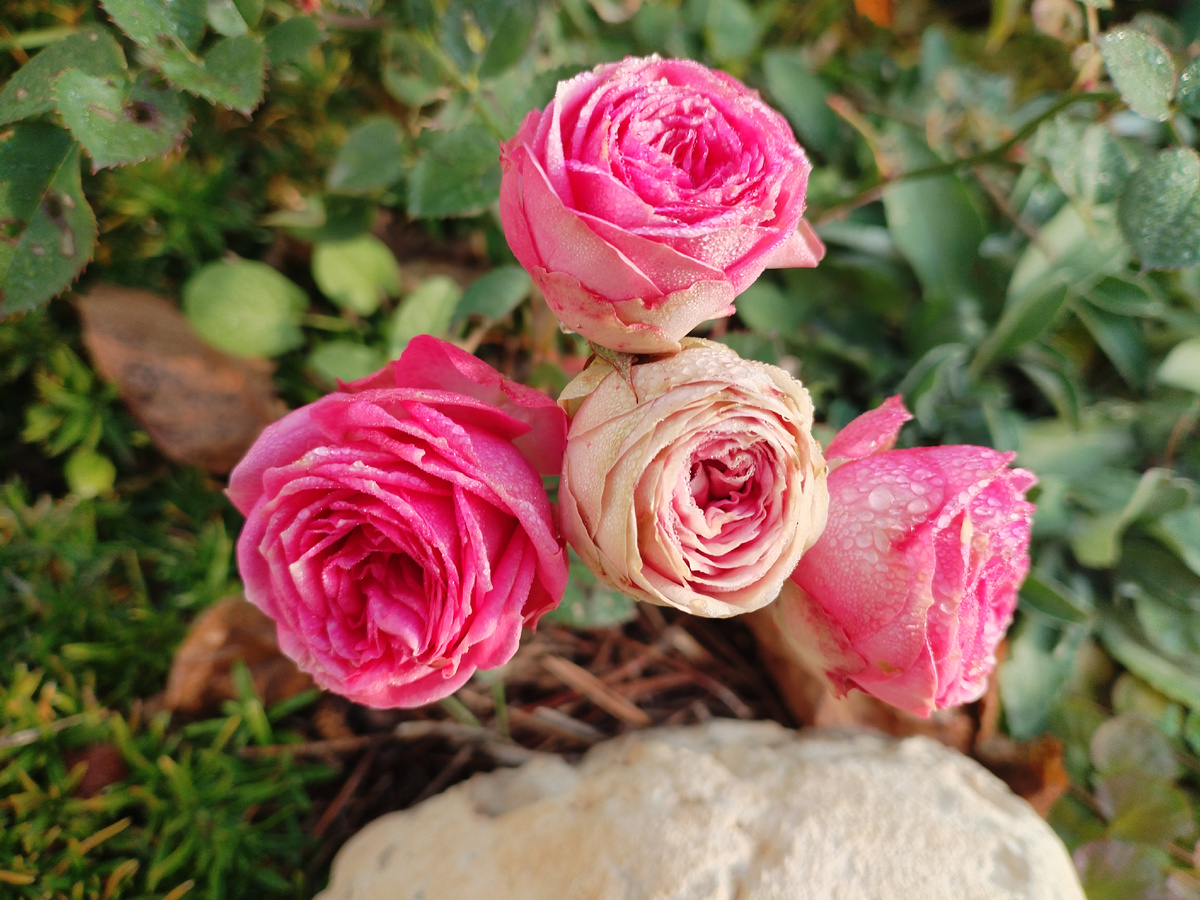 Просто утреннее фото. Розы ещё цветут