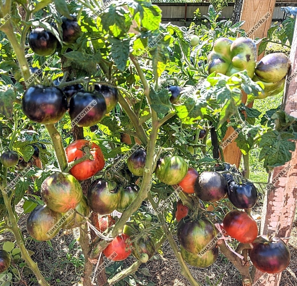 Гном томатный Гондвана Молния. Фото из нашего каталога https://tomatovna.ru/dwarf_tomato_project/tproduct/226459786032-tomat-gondvana-molniya-dwarf-gondwana-li