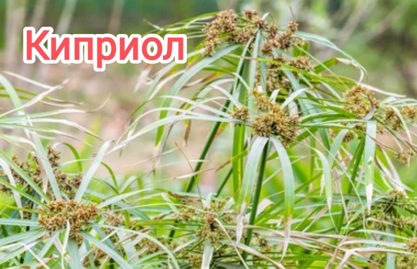 Это растение в природе вытесняет все другие. И доминирует!!! Мощные корни содержат эфирное масло.