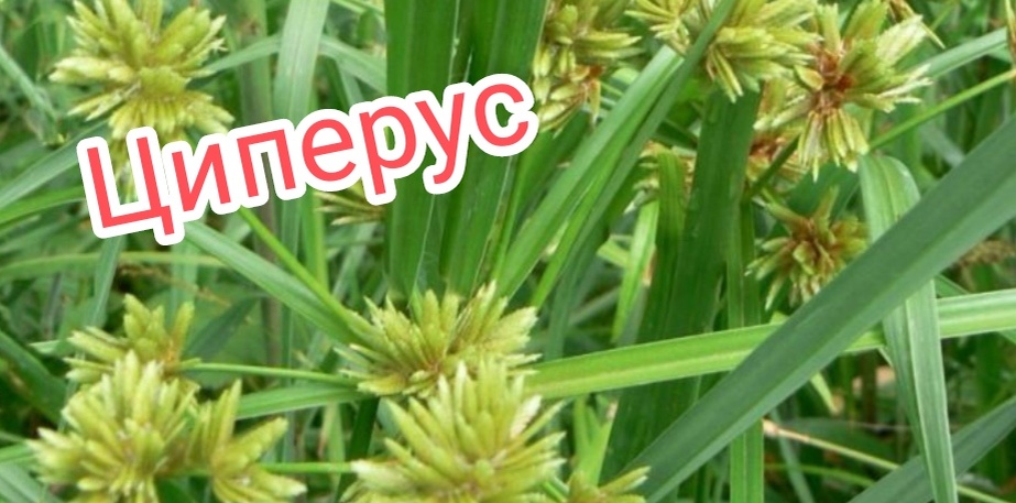 Растение любит влагу.