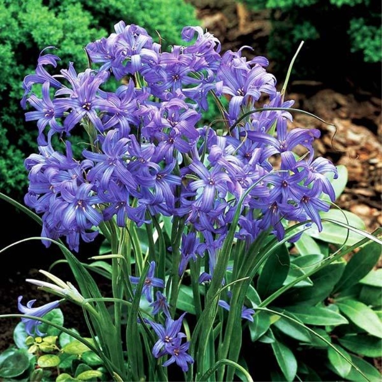 фото взято  с сайта https://stroy-podskazka.ru/cvety/iksiolirion/?ysclid=m3osvwzzi1404610642 