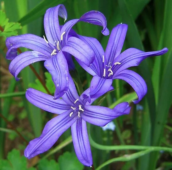 фото взято с сайта http://florapedia.ru/sorts/leng_9/brood_1034/