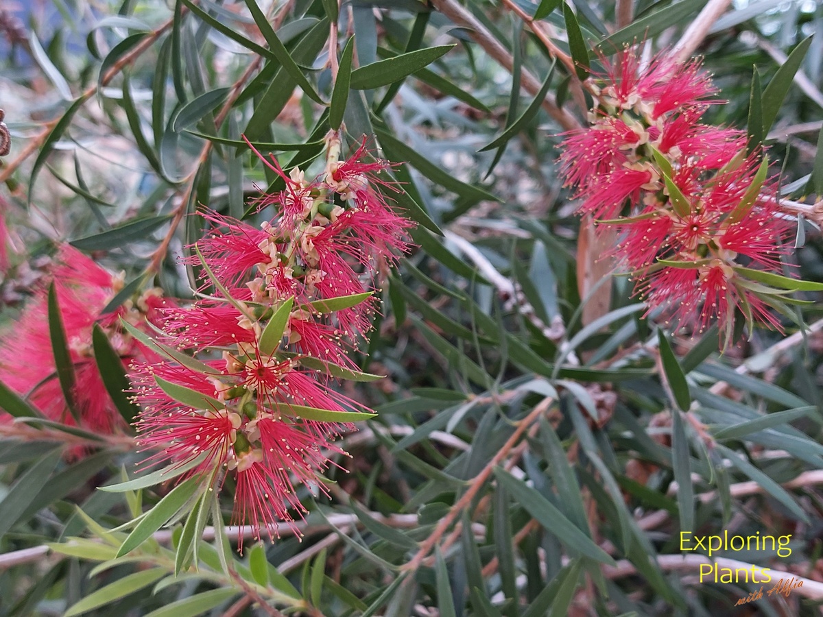 Callistemon в переводе с греческого «прекрасные тычинки» 
