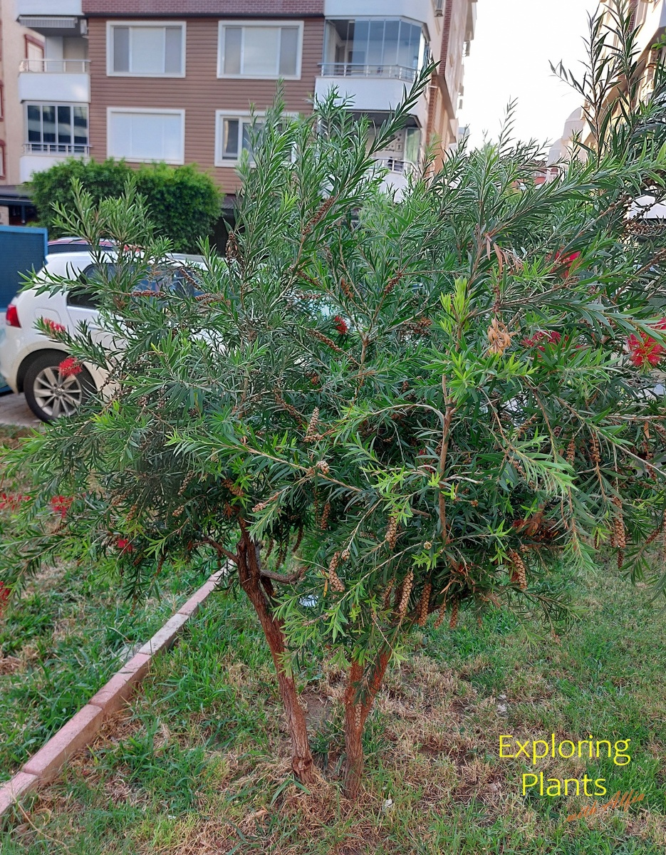 Небольшие деревца каллистемона лимонного, Турция, Аланья, июль 2023