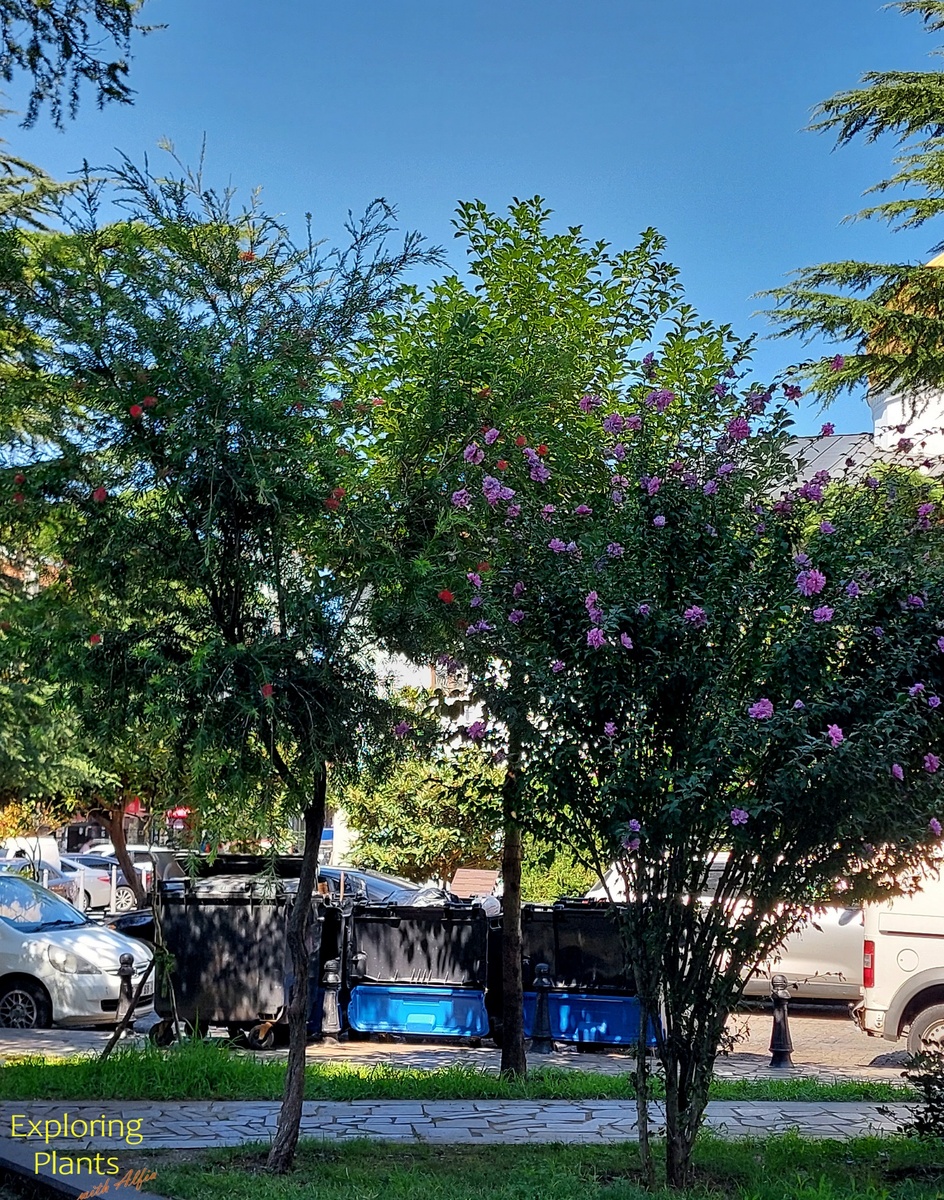  Одноствольное дерево каллистемона лимонного (слева), видны немногочисленные красные соцветия. Справа - куст лагерстрёмии индийской с многочисленными сиреневыми соцветиями, Грузия, Батуми, Старый город, август 2024