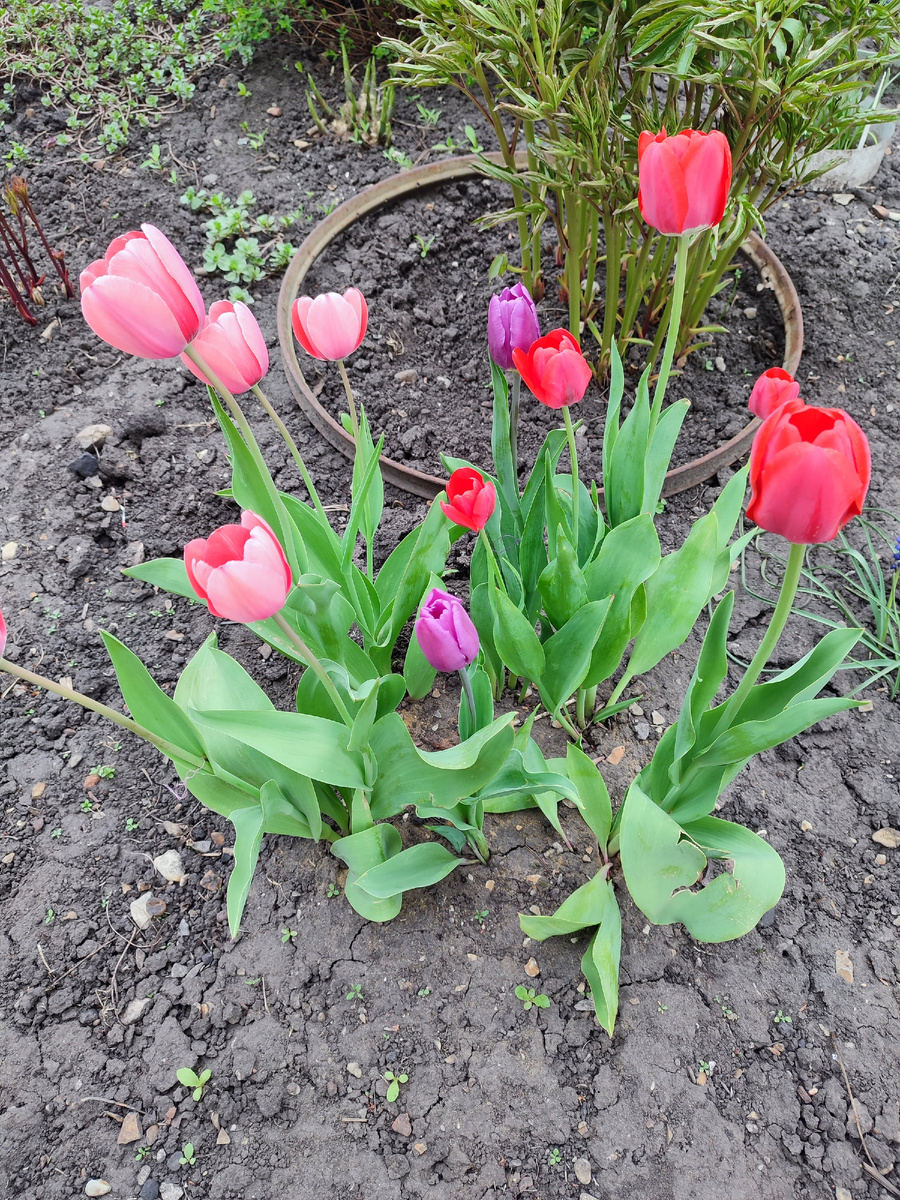 Прошлогодние посадки. Слева сорт Ван Эйк