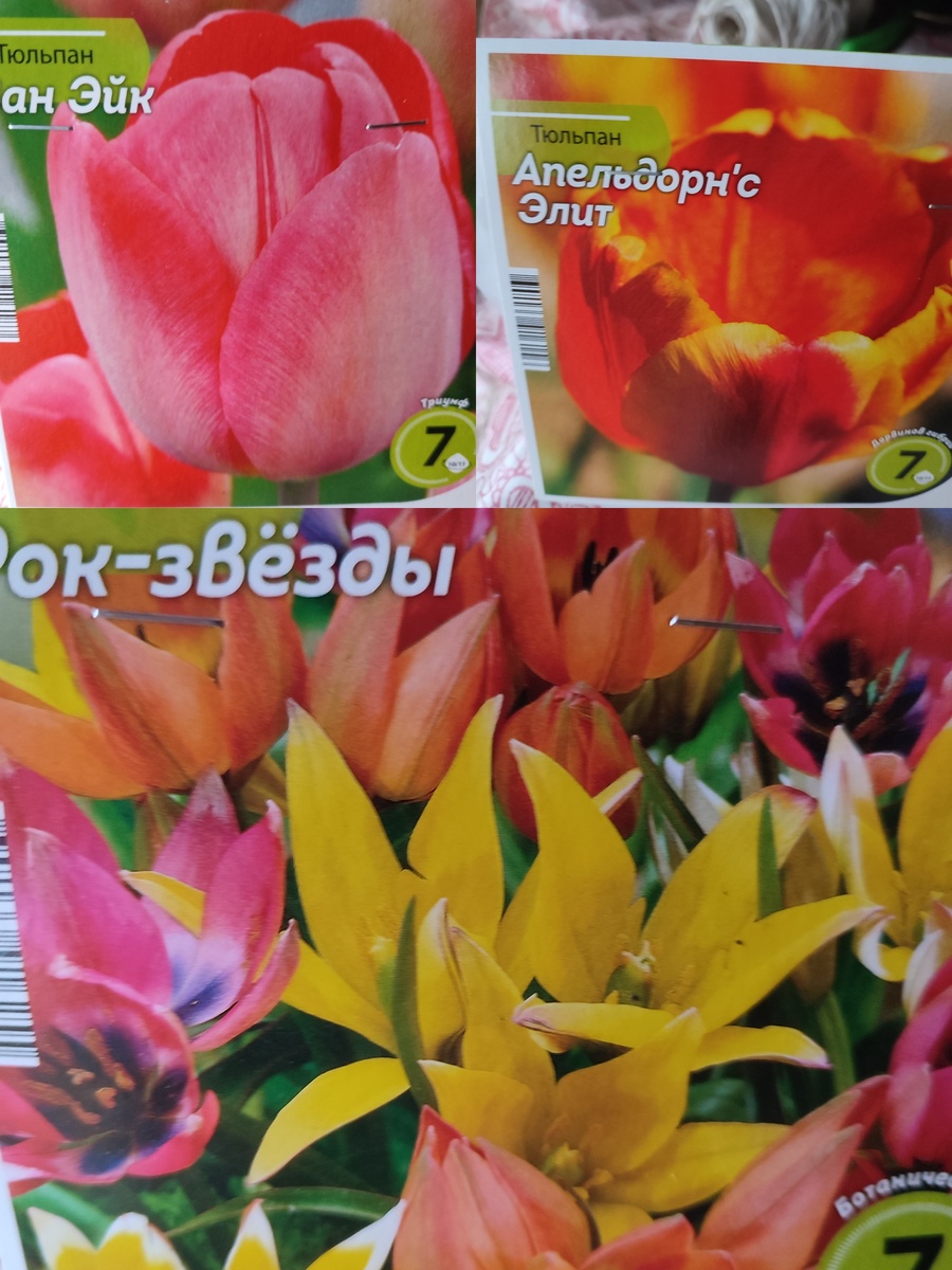 Вот, что купила. И опять первым сорт Ван Эйк.