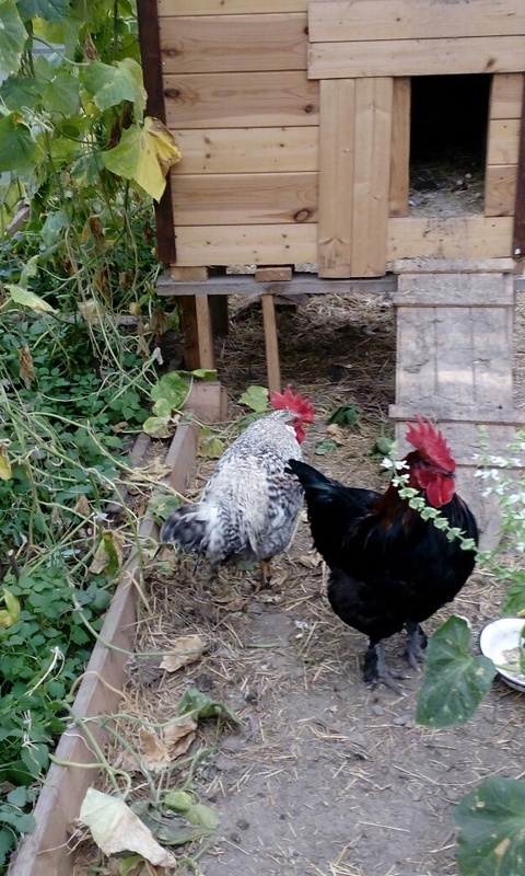 Петушок Бонифаций. Как раз из тех, кого не я инкубировала. Более темный, а медного окраса очень мало. Крупный, но худой.