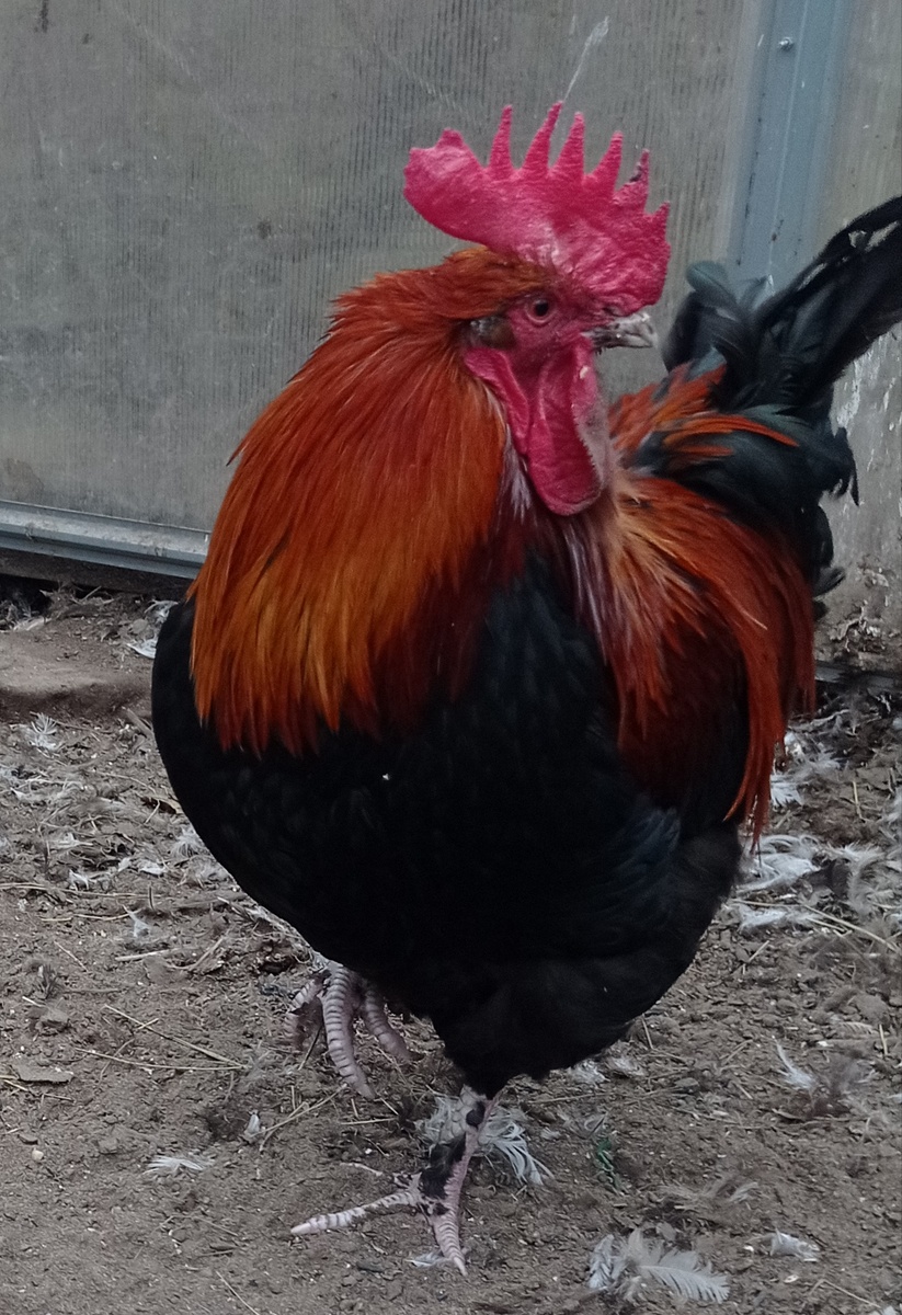 Петушок Марик породы маран.
