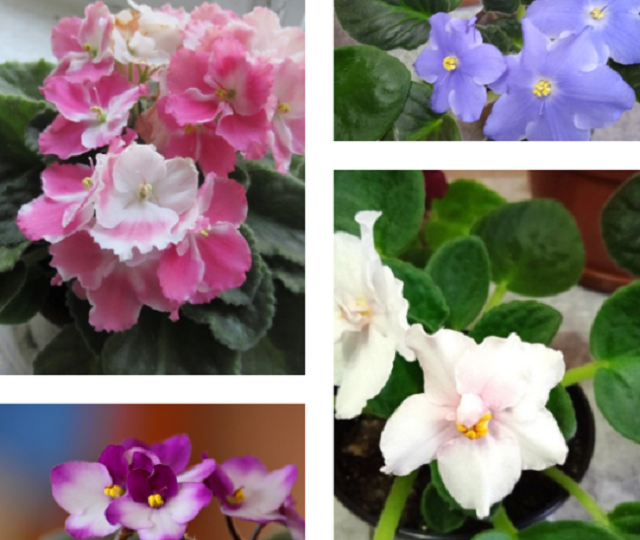 Как поливать фиалки зимой и можно ли подкормить заваркой и сахарной водой