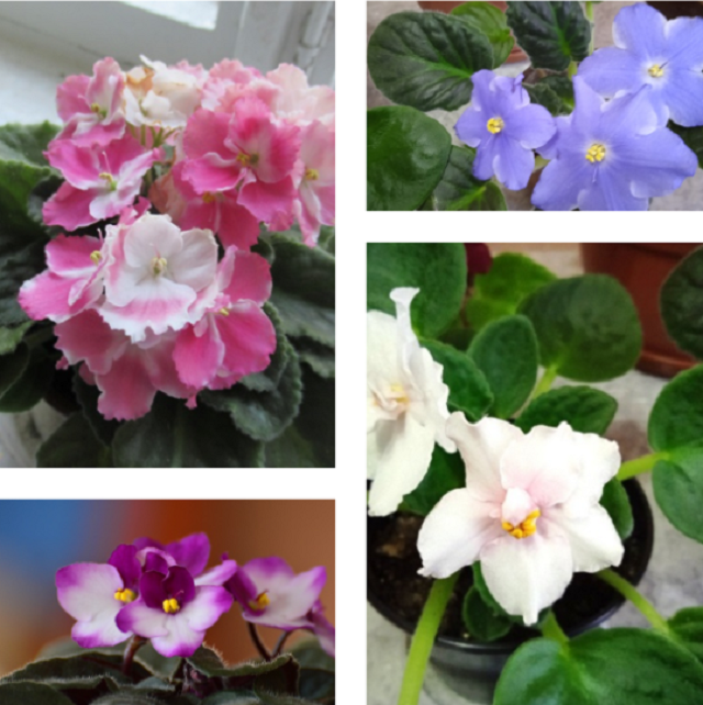 коллаж выполнен автором