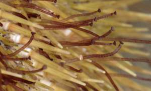 Амбулакральные ножки