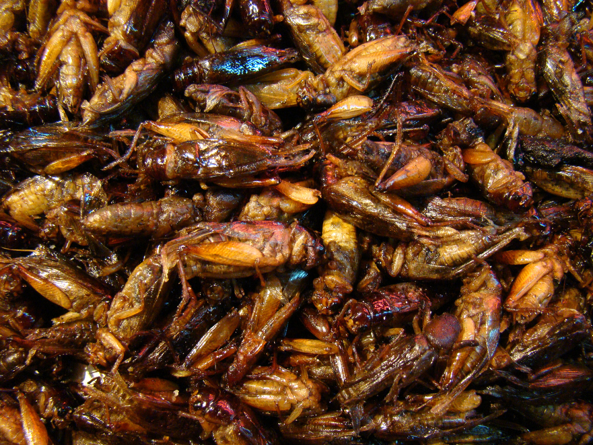 Жареные кузнечики