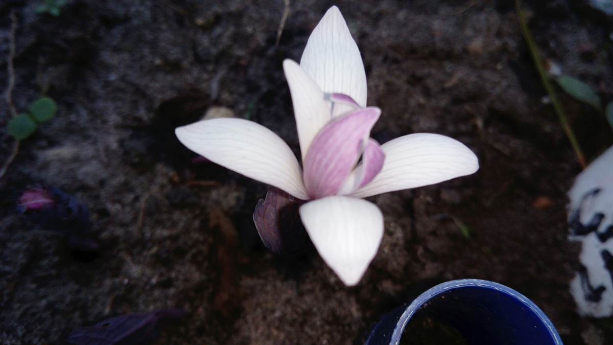 быстротечная красота