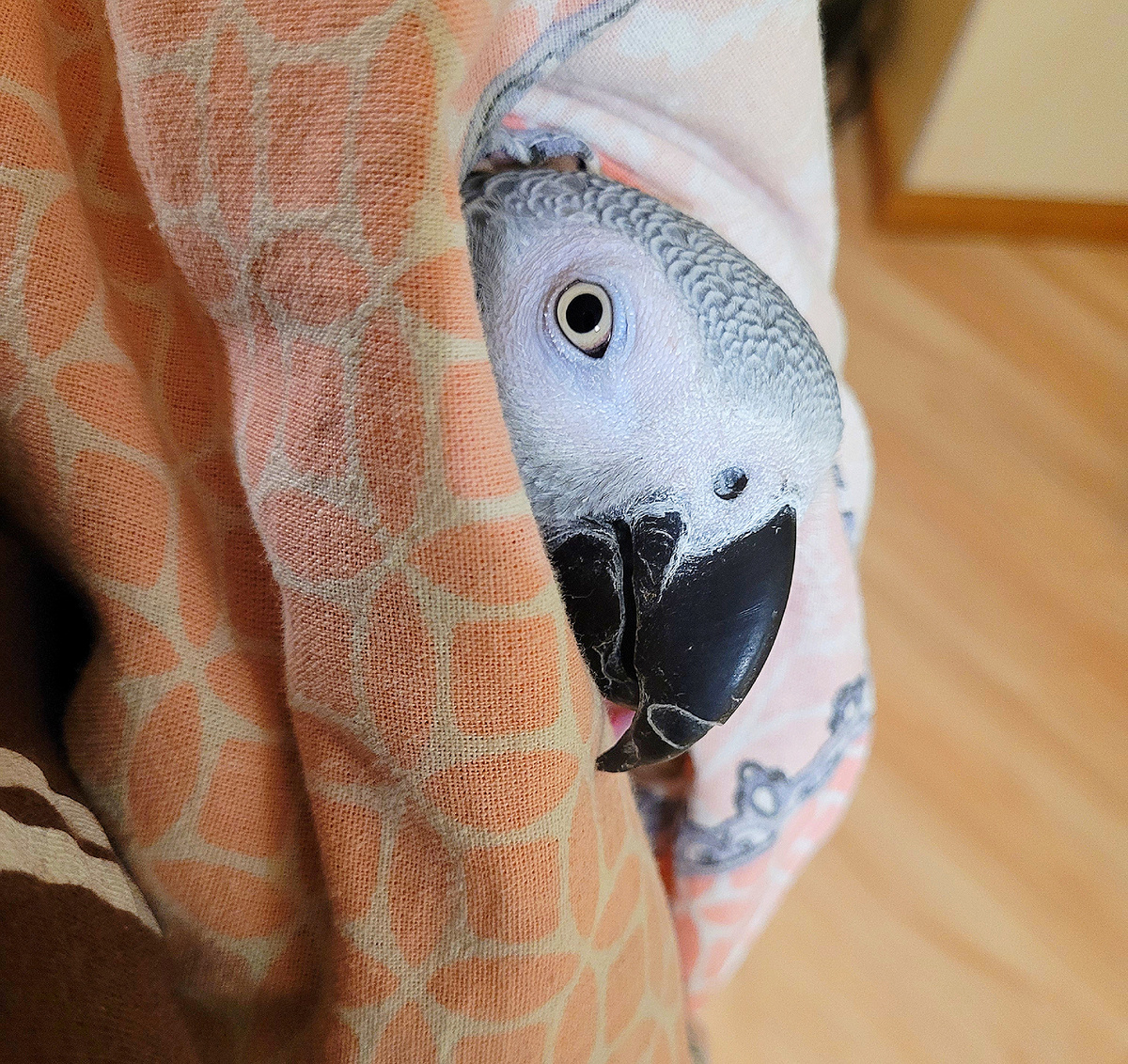 На фото наш Джокушка