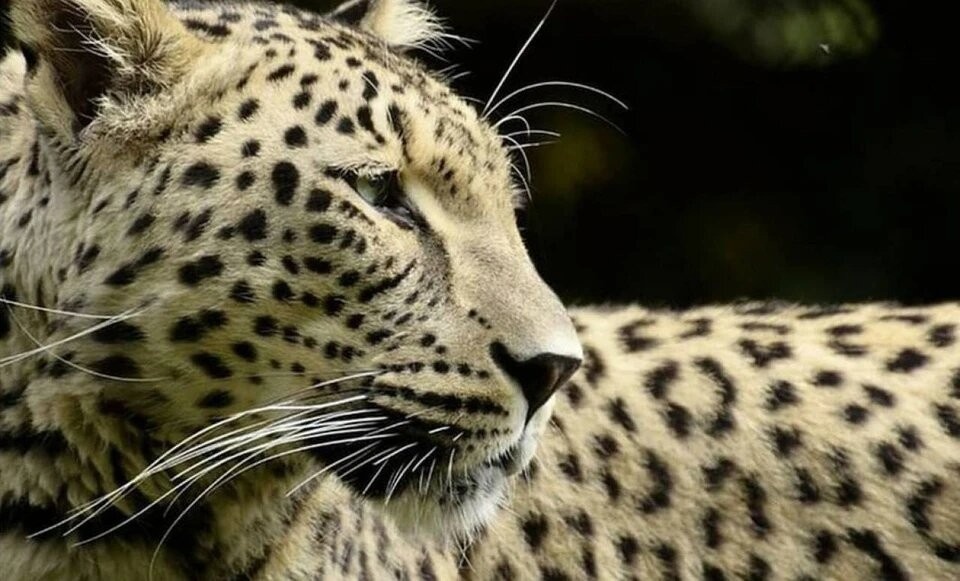    Леопардов готовят к жизни в естественной среде. Фото: t.me/leopardcenter