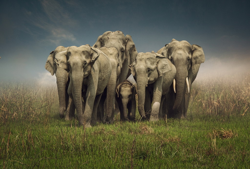 DATTA DWIPARNA (Индия), FIAP Gold Medal, Elephant family/Семья слонов