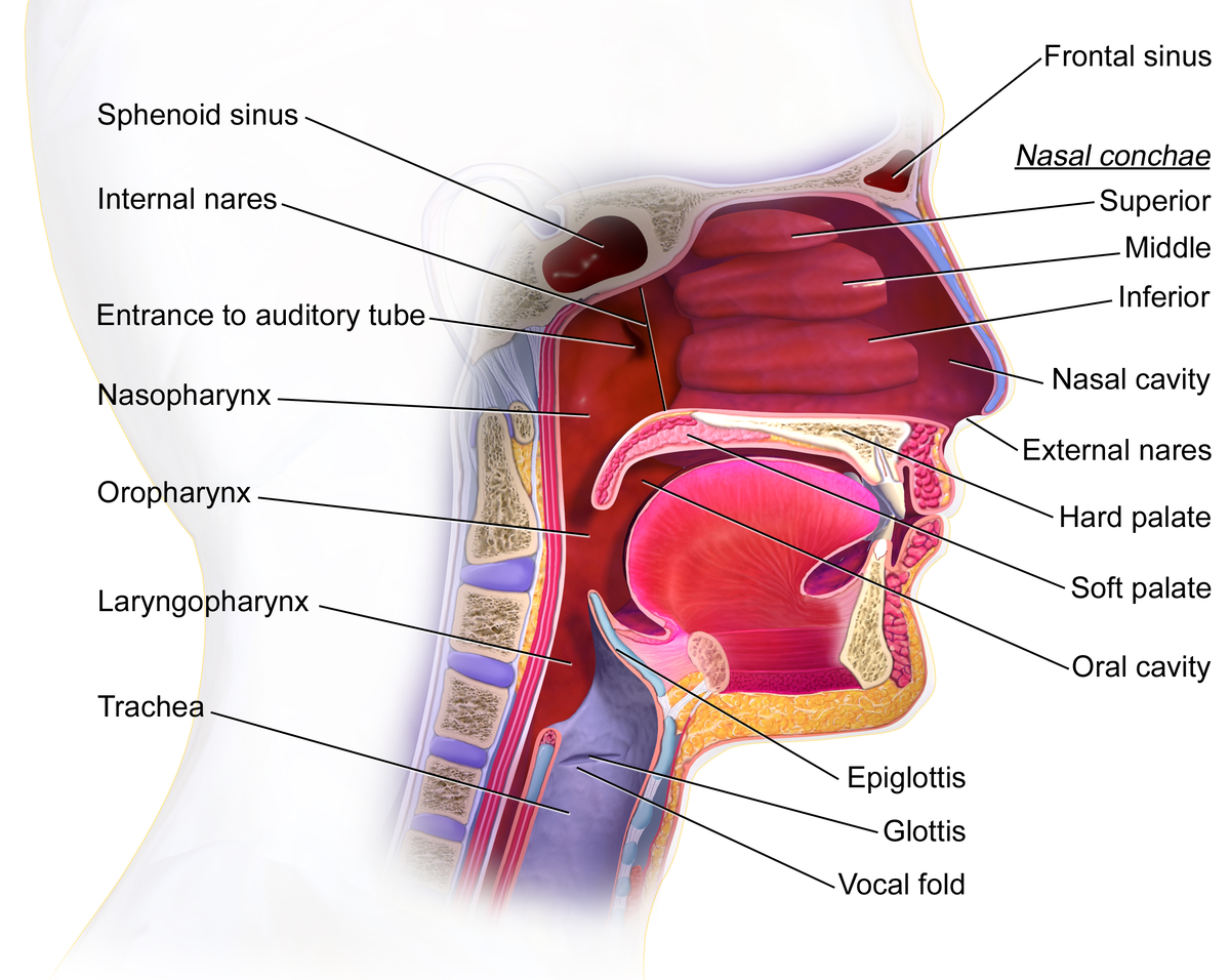    Строение гортани: Trachea (трахея); Glottis (Голосовая щель); Vocal fold (Голосовая складка)WikiCommons / Медицинская галерея Blausen Medical