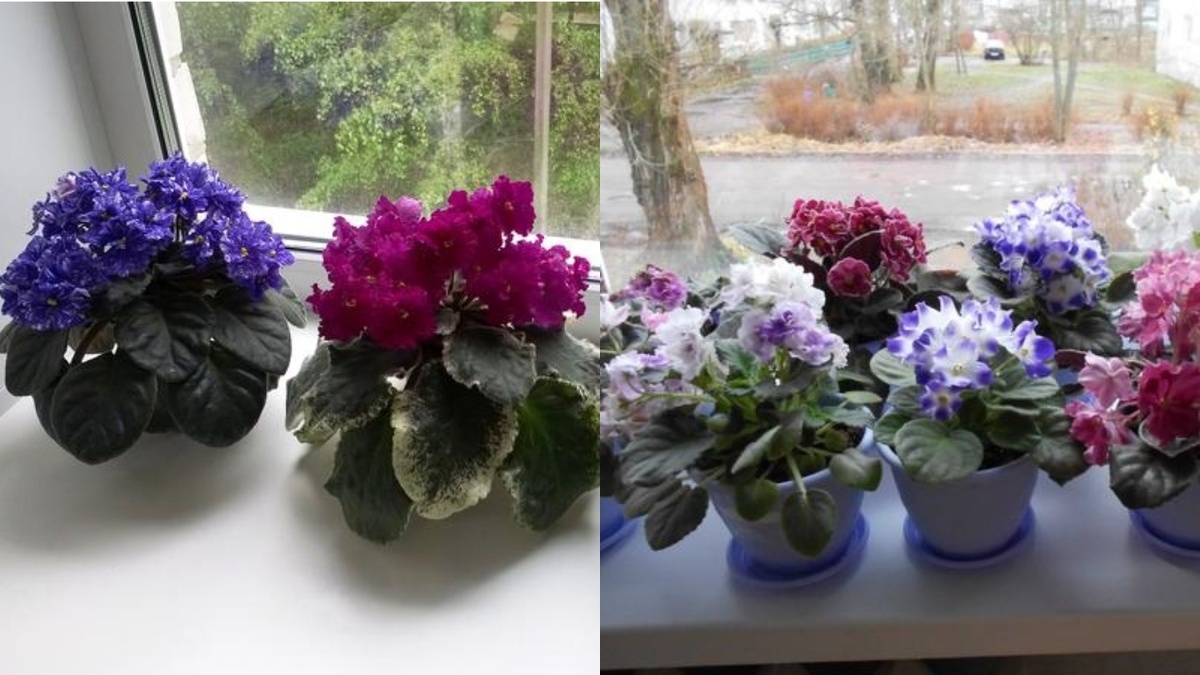 Результат зимнего ухода за фиалками