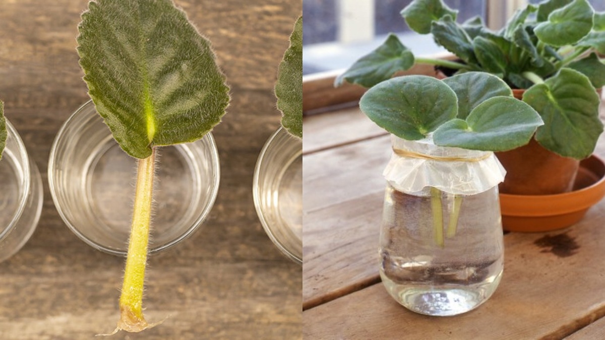 Этапы укоренения листа фиалки в зимний период