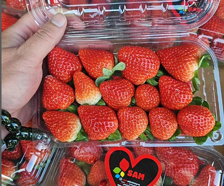 Фрукты и овощи из Турции оптом SAM