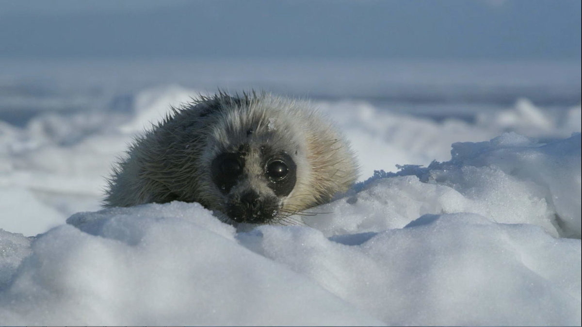 "Байкал. Удивительные приключения Юмы" (2021), режиссер - Анастасия Попова 
