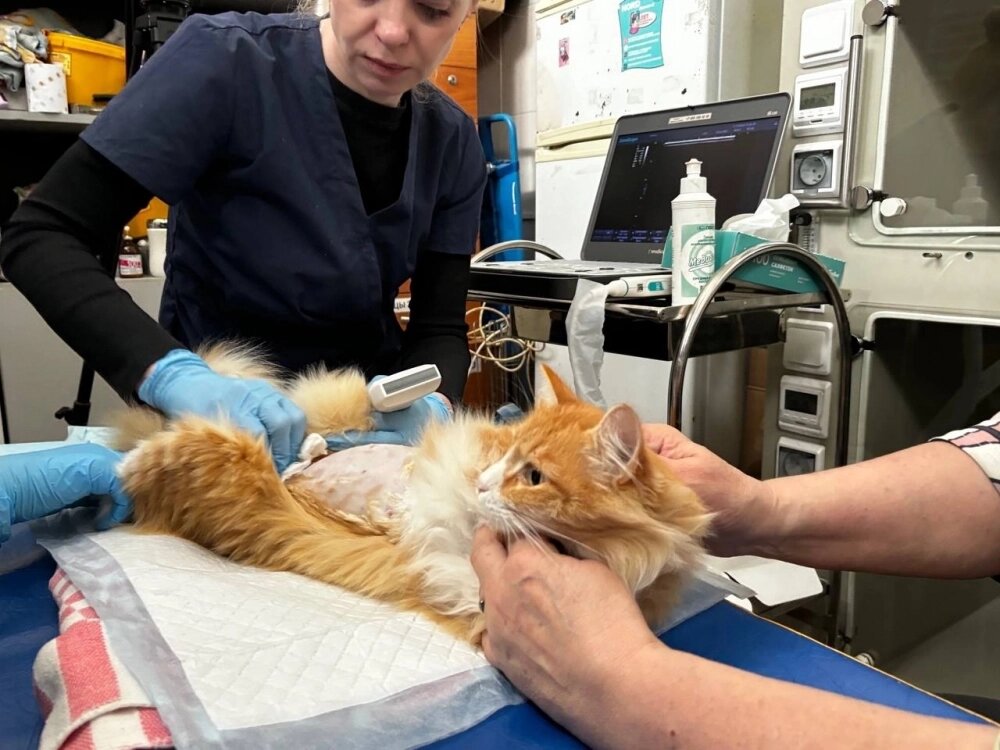    Фото: Центр реабилитации животных Уральского Государственного Аграрного университета