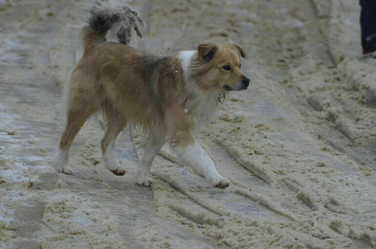   Игорь Самохвалов/ПГ