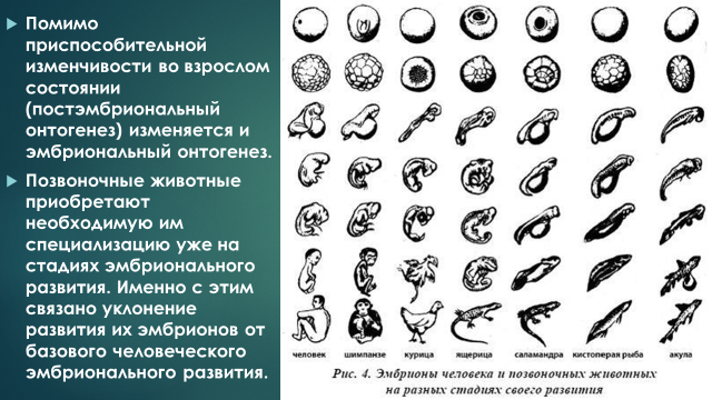 Особенности размножения и развития зародыша у позвоночных. Особенности размножения и развития зародыша у позвоночных