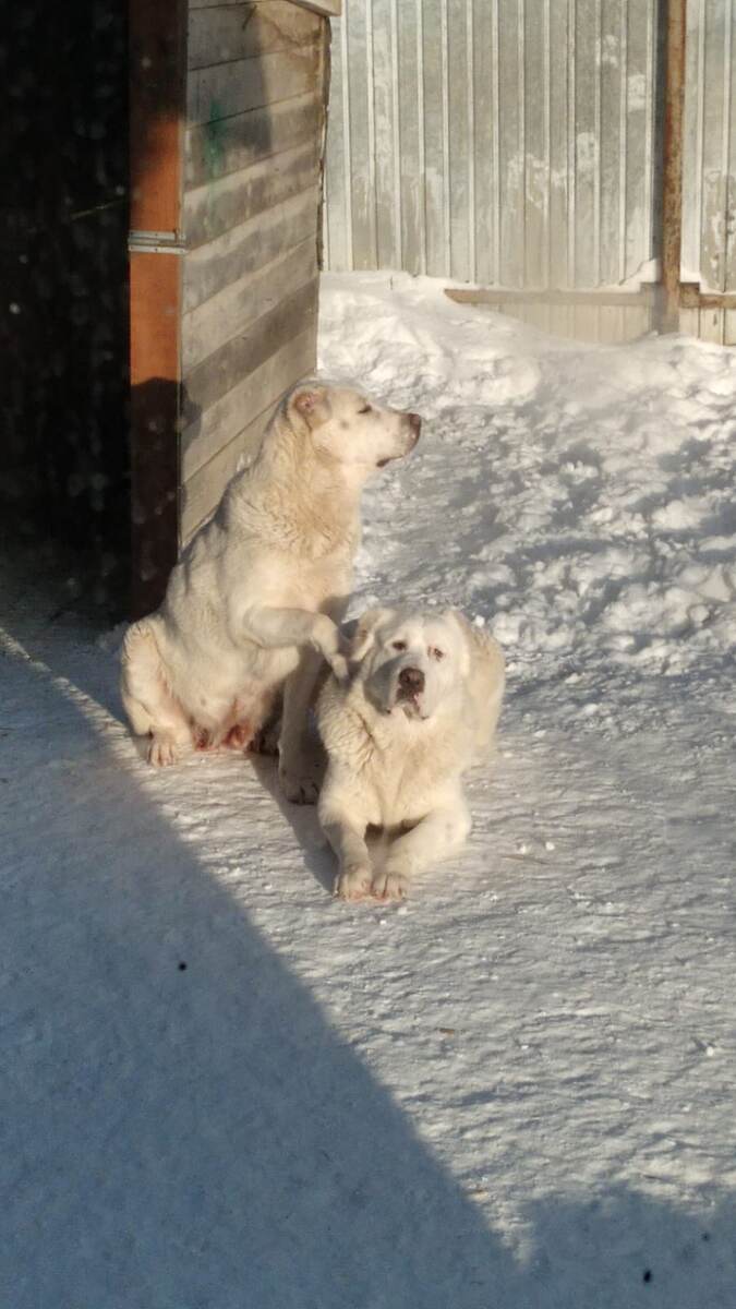 Куда-то у меня картинка вставилась не к месту....ну ладно. Мои девочки- Злата и Женева.