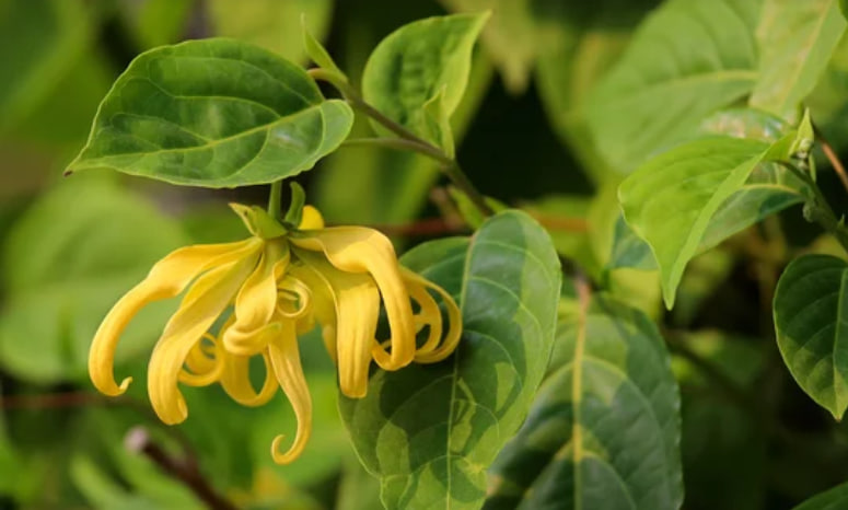 Сбор огромных ярких цветов иланг-иланга начинается на рассвете, чтобы собрать их самыми свежими, в мешок или плетеную корзину.