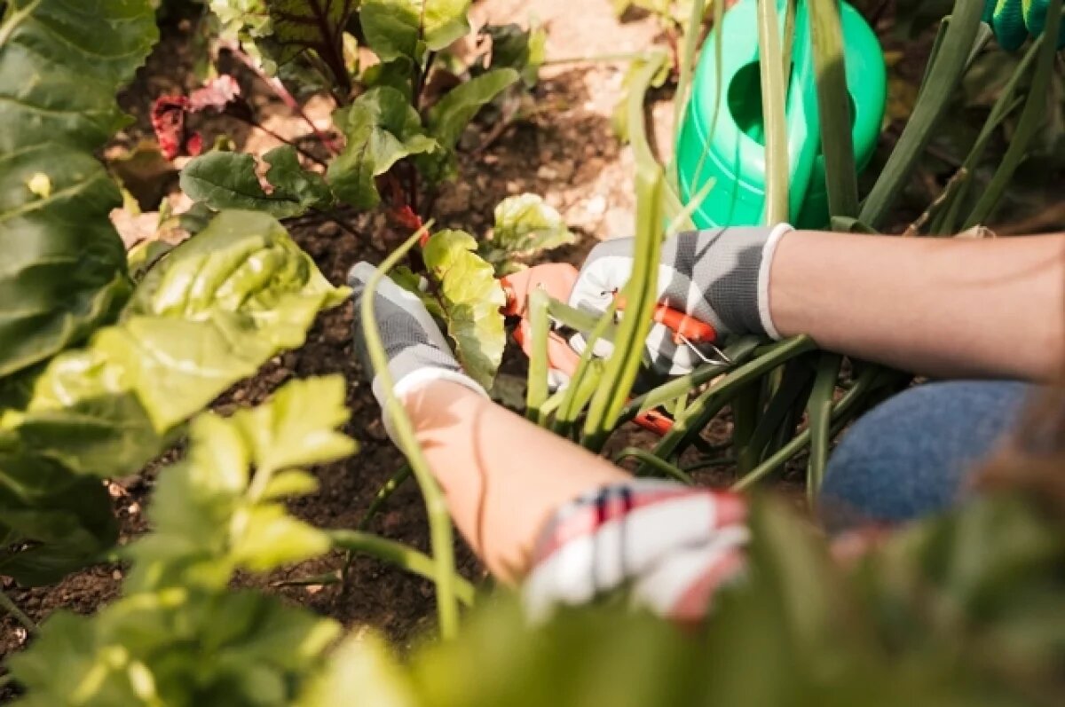    Никогда не сажайте.