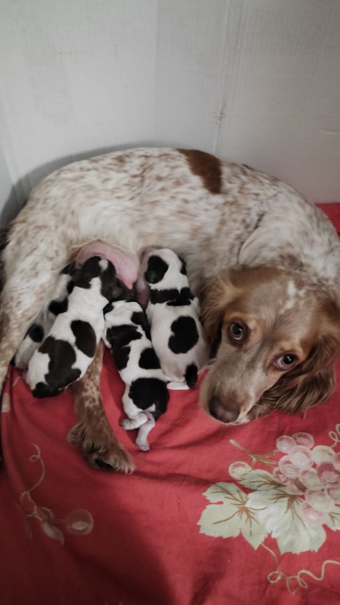 Ева и щеночки