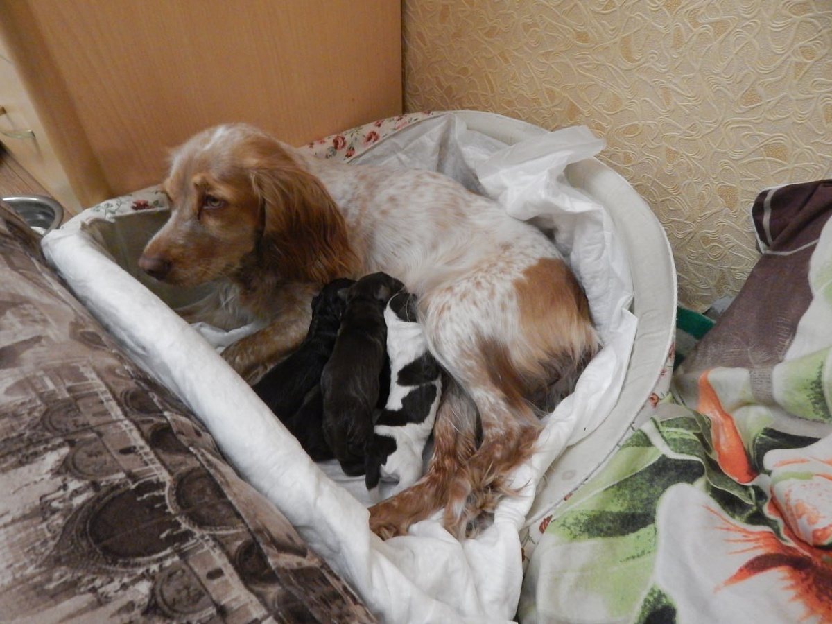 Ева, первый помёт.