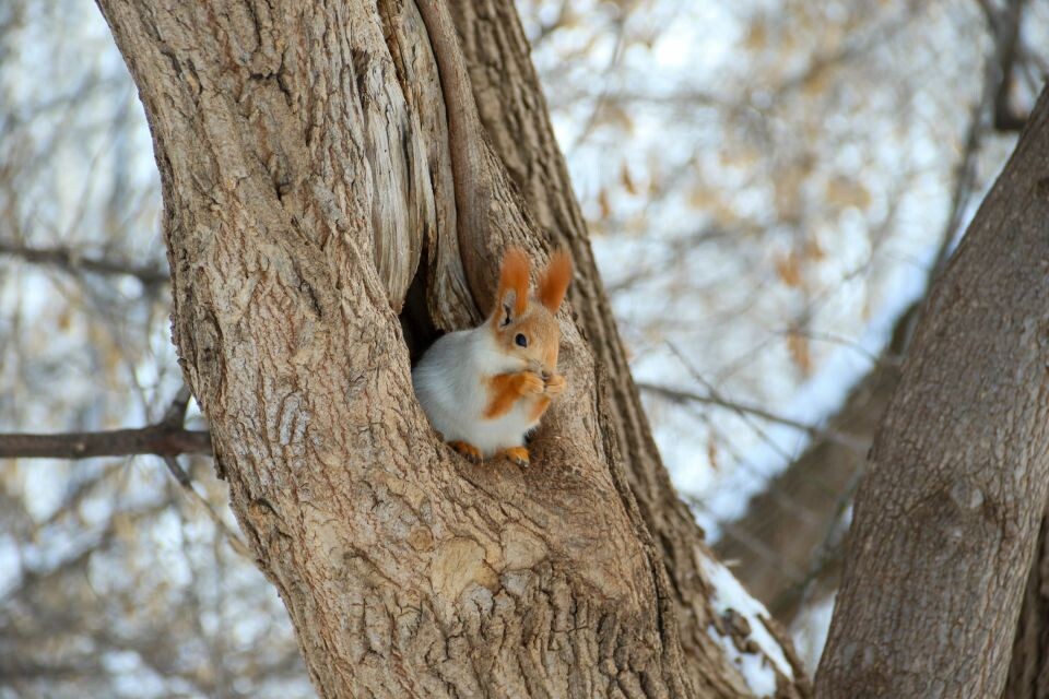    Белка в парке имени Ленина. Источник: Виталий Барабаш