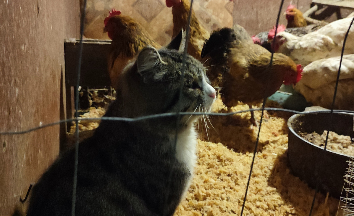 Проверяет всё ли я хорошо сделала 😁