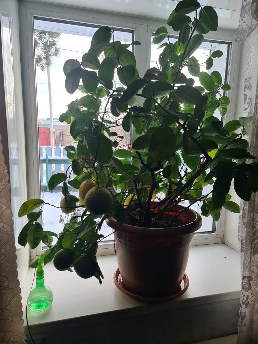 Лимон брата