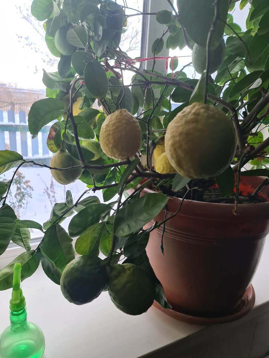 В галерее 2 фото. Лимон брата. Некоторые плоды имеют массу по 750 г